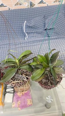 cần bán hết dàn hoa lan. Mua bán Cây cảnh, đồ trang trí tại Quận Gò Vấp Tp Hồ Chí Minh được đăng bởi Huỳnh Mai