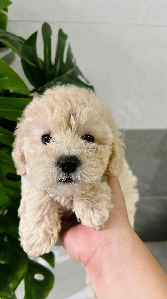 Chó Con Poodle Trắng Kem teacup Siêu Cute 3th. Mua bán Chó tại Quận Bình Thạnh Tp Hồ Chí Minh được đăng bởi Lê Dương Diệp Kha hình 2