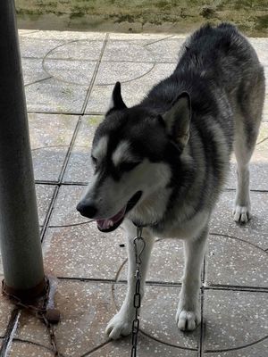 2 con chó husky 1 đực 1 cái trắng đen 2 tuổi. Mua bán Chó tại Huyện Dương Minh Châu Tây Ninh được đăng bởi Thanhquoc