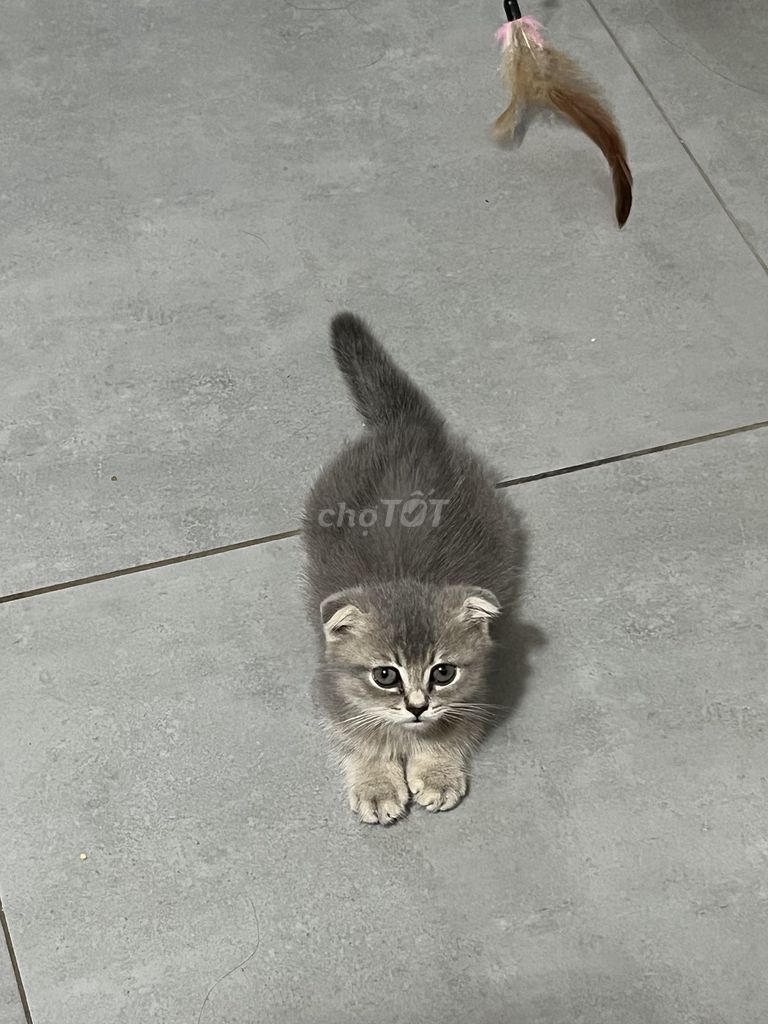 Mèo Tai cụp Xám. Mua bán Mèo tại Huyện Gò Dầu Tây Ninh được đăng bởi Tên chưa cung cấp hình 1