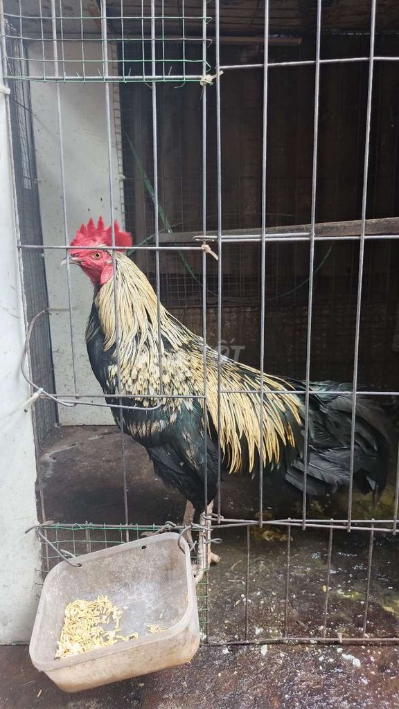 Gà Chuối Đực Tơ. Mua bán Gà tại Huyện Chợ Mới An Giang được đăng bởi Nguyễn Tâm hình 1