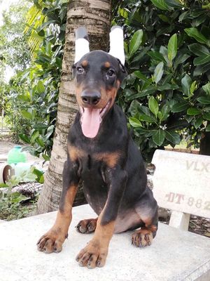 Chó Doberman đực 4 tháng