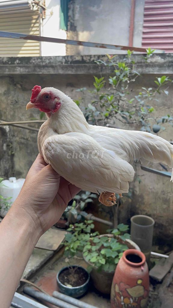 Gà tre trắng 7 tháng 530g. Mua bán Gà tại Quận Hà Đông Hà Nội được đăng bởi Huyến hình 1