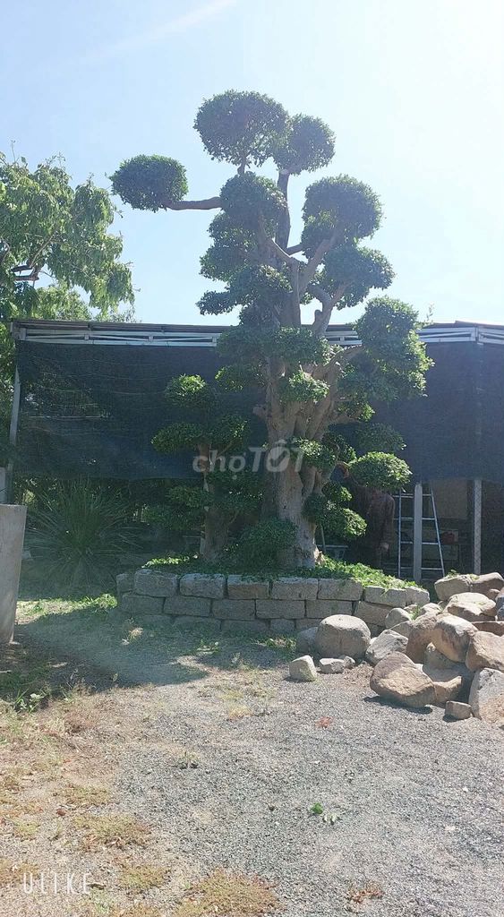 Cây cảnh bonsai trăm năm dễ chăm sóc. Mua bán Cây cảnh, đồ trang trí tại Huyện Cam Lâm Khánh Hòa được đăng bởi nguyễn chí hậu hình 1