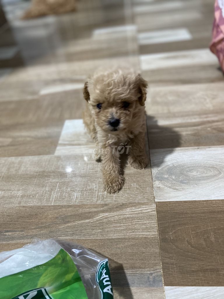 0702222156 - poodle Tiny vàng mơ 40 ngày tuổi có giao bầy