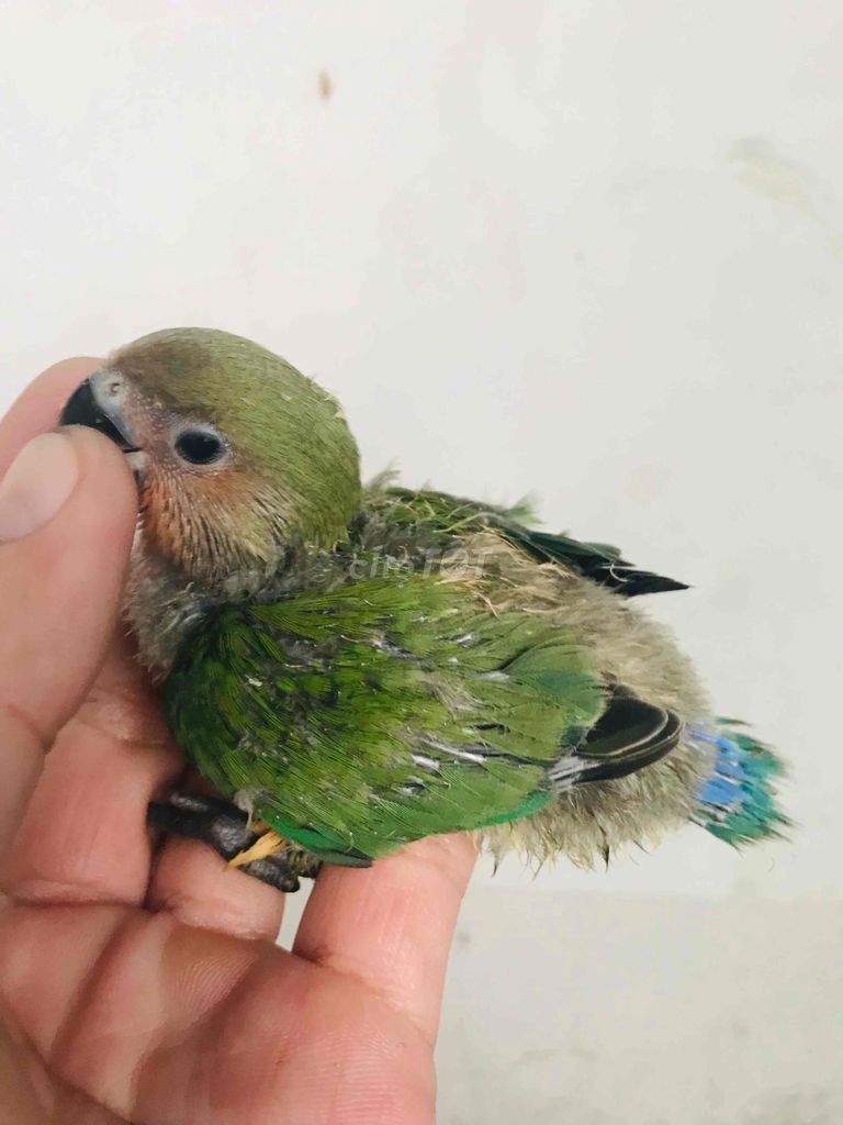 vẹt lovebird