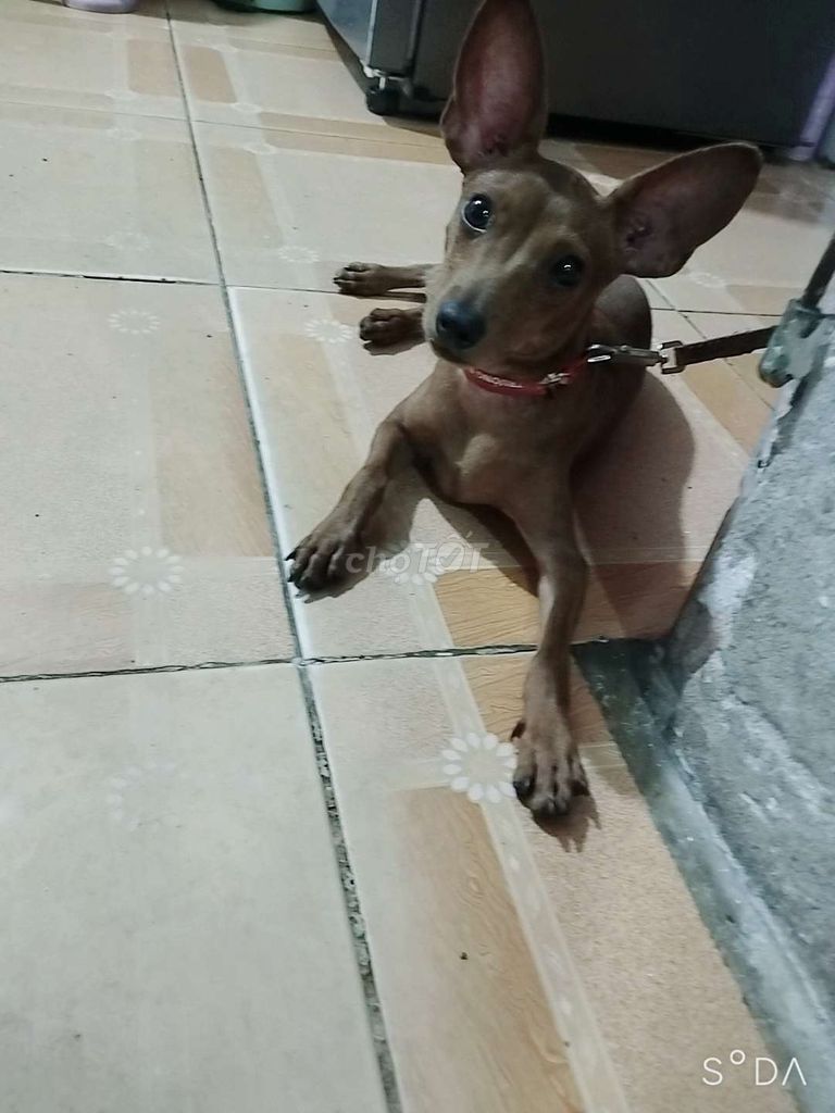 Chó Phốc Hươu Cái Nâu 3 tháng đã tiêm tẩy giun. Mua bán Chó tại Quận Đống Đa Hà Nội được đăng bởi Huế hình 1