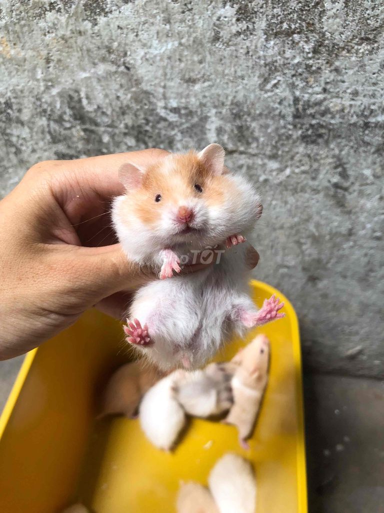 Chuột Hamster Bear xù đốm cam lai tạng đực. Mua bán Thú cưng khác tại Quận Bình Tân Tp Hồ Chí Minh được đăng bởi Ở trọ bày đặt bán chụtt hình 1
