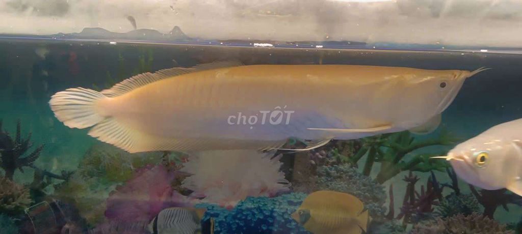Cần bán ngân long amino Indo hơn 40cm