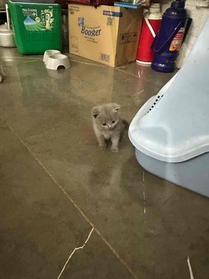 mèo anh lông ngắn. Mua bán Mèo tại Huyện Thạch Thất Hà Nội được đăng bởi Nguyễn Đức Hiếu