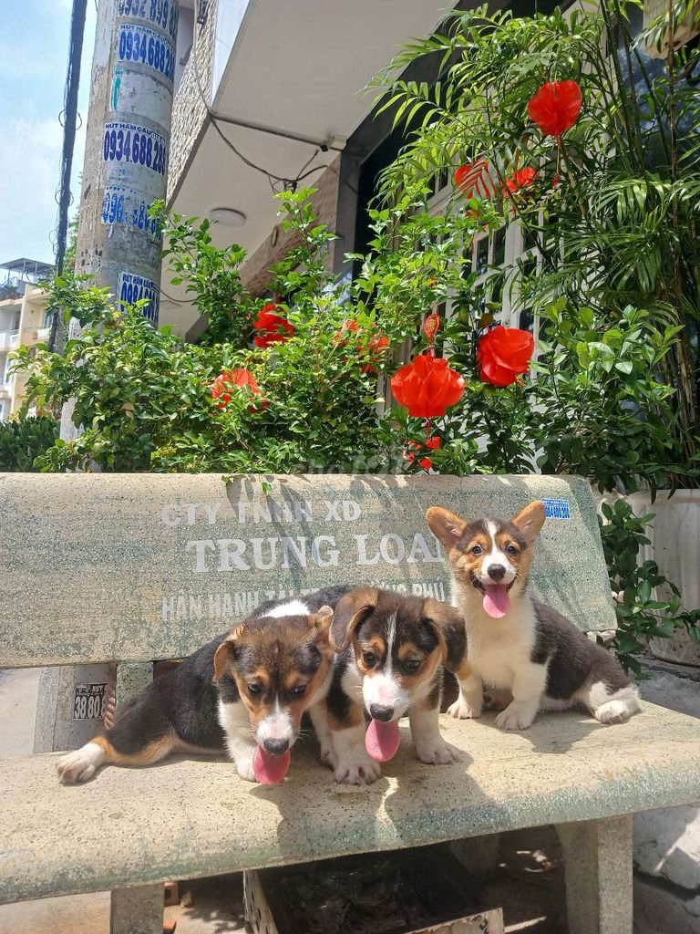 Chó Corgi Nhà Đẻ Ba Mẹ nhanh tay nha. Mua bán Chó tại Quận 6 Tp Hồ Chí Minh được đăng bởi Thiện 6868 hình 1