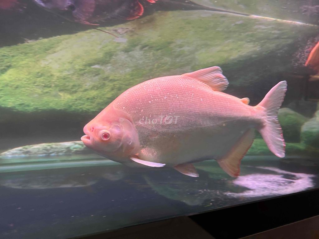 Pacu mắt đỏ size 50cm + HKPT 38-40cm