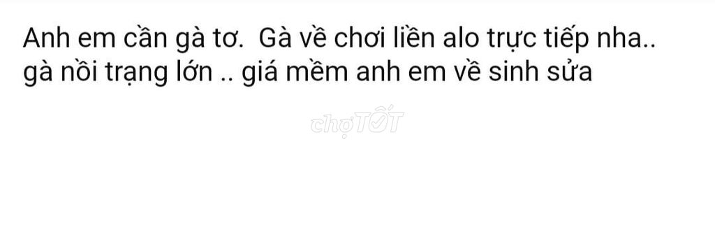 Gà nòi trạng lớn. Mua bán Gà tại Huyện Giang Thành Kiên Giang được đăng bởi nguyễn sâm  hình 1