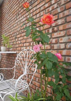 Rent · 3 bd · 80 м² · Quận Liên Chiểu, ул. Đường Lê Văn Thịnh