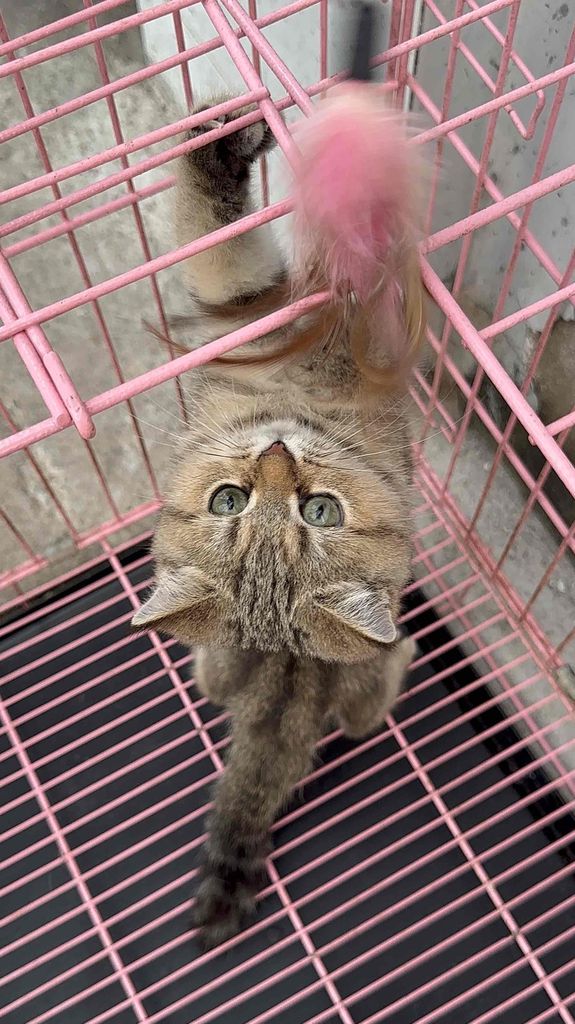 MÈO ALN TABBY NHÀ ĐẺ