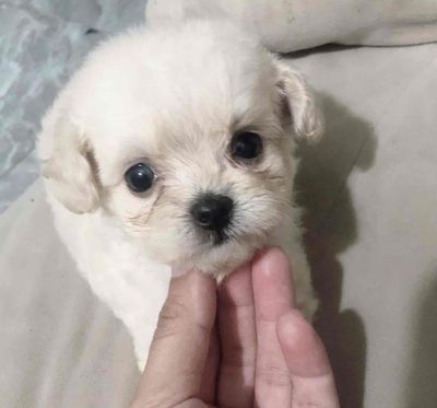 poodle con size tini. Mua bán Chó tại Huyện Hòa Vang Đà Nẵng được đăng bởi anh thư