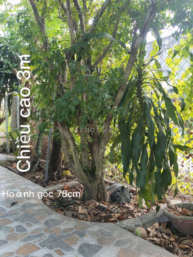 Cây cảnh nguyệt quế  cao 3m Khỏe Hoành gốc 78cm. Mua bán Cây cảnh, đồ trang trí tại Huyện Hòa Thành Tây Ninh được đăng bởi Bui Trong Nghia hình 1