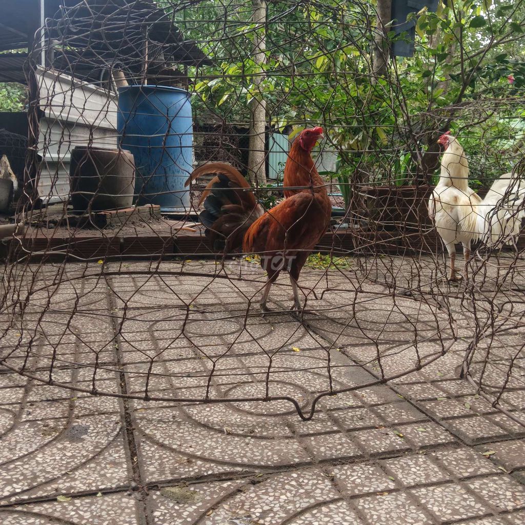Gà tre nhà đổ. Mua bán Gà tại Huyện Châu Đức Bà Rịa - Vũng Tàu được đăng bởi Hòa hình 1