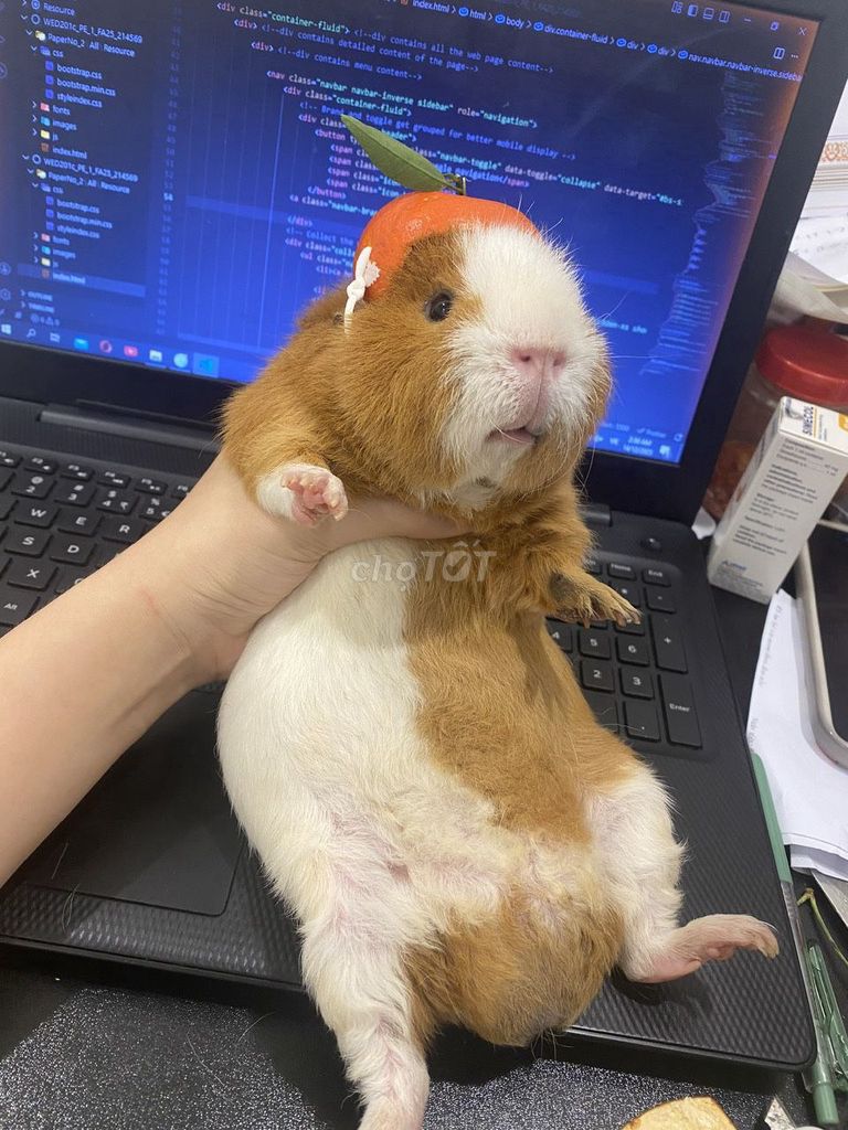 Bọ ú/ Chuột lang Teddy đực 7 tháng tuổi. Mua bán Thú cưng khác tại Thành phố Thủ Đức Tp Hồ Chí Minh được đăng bởi Chúii Chúii hình 1