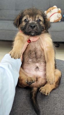 Tặng vía Trai Nhật lai nâu mập mạp hihi😚😍