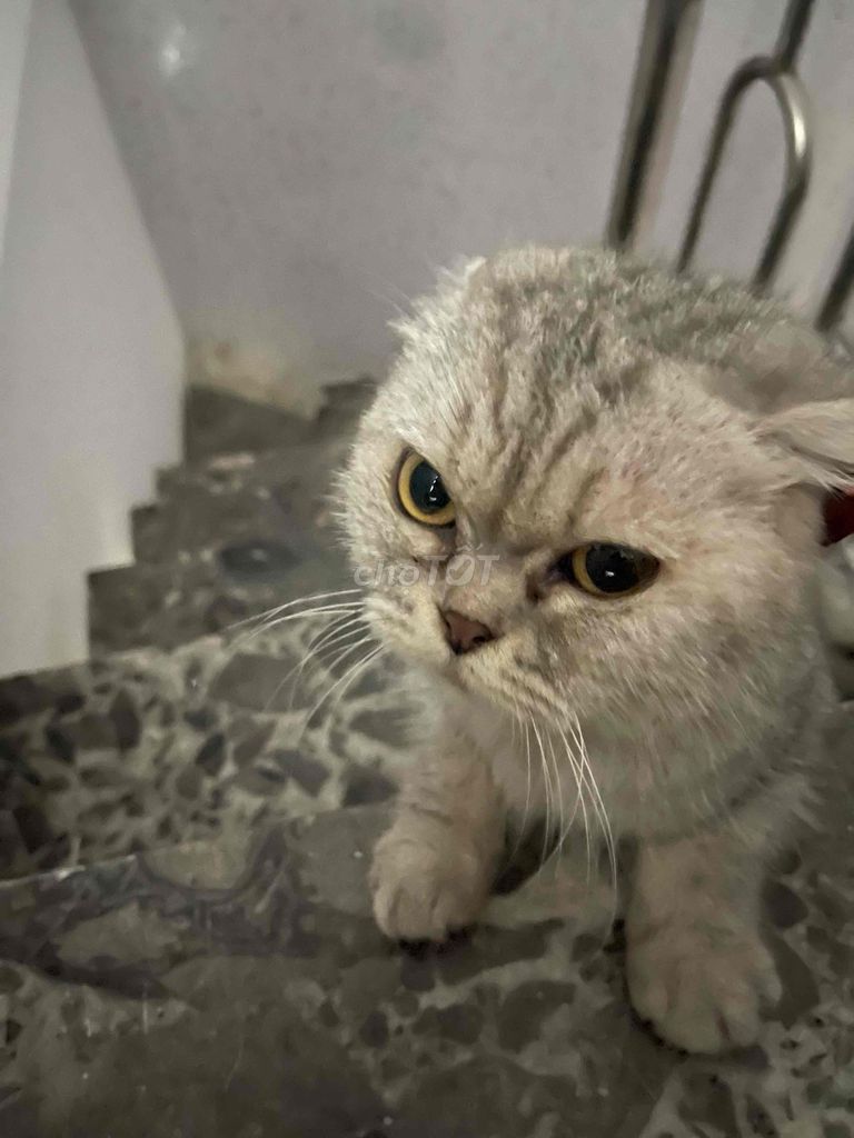 Mèo Scottish Fold cái 8 tháng tuổi. Mua bán Mèo tại Quận Hoàn Kiếm Hà Nội được đăng bởi trần văn hiệp hình 1