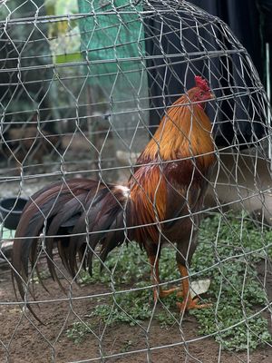 Khét chân vàng 8 móng đen. Mua bán Gà tại Thị xã Duyên Hải Trà Vinh được đăng bởi Tên chưa cung cấp