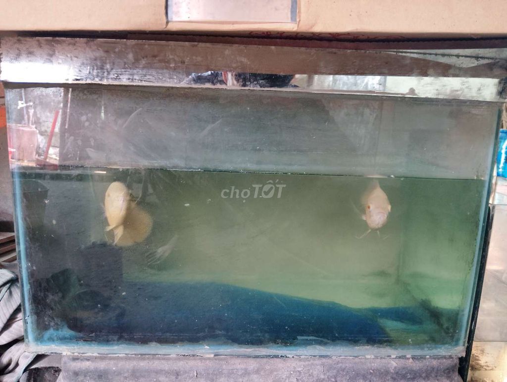 Cần thanh lý 2 tai tượng và 1 số hồ. Mua bán Phụ kiện, Thức ăn, Dịch vụ tại Huyện Gò Công Tây Tiền Giang được đăng bởi Tho Truong hình 1