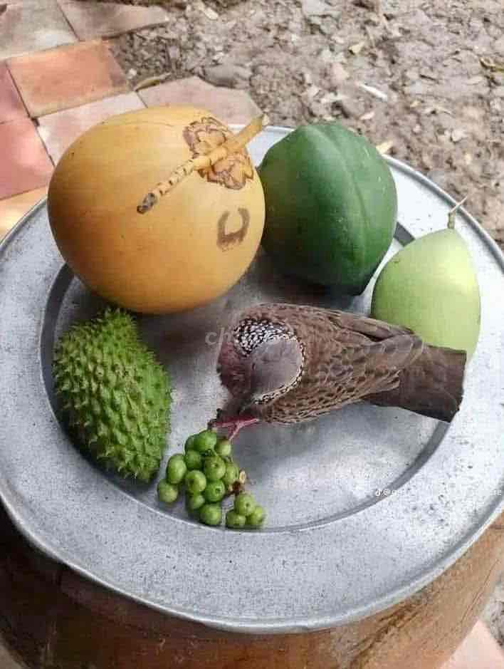 Ảnh số 6