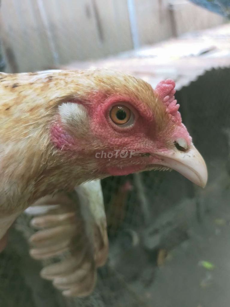 Gà Khét sữa khaminh 2kg4. Mua bán Gà tại Huyện Long Thành Đồng Nai được đăng bởi lê Vương hình 1