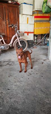 Chó Phốc Hươu Đực Nâu 4.5kg 15 tháng