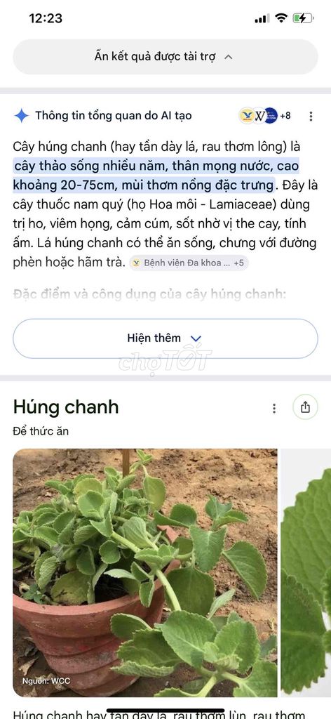 Cây húng chanh. Mua bán Cây cảnh, đồ trang trí tại Quận Thanh Xuân Hà Nội được đăng bởi D Nhung hình 1