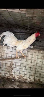 4 con bướm chung bầy 10 tháng. Mua bán Gà tại Huyện Hóc Môn Tp Hồ Chí Minh được đăng bởi Ngoc Hoang