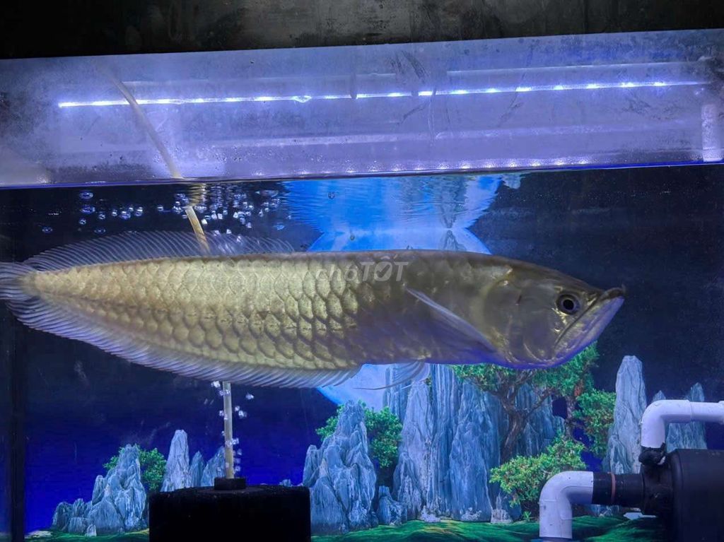 Cá ngân long Bạc 57-60cm Khỏe mạnh. Mua bán Thú cưng khác tại Quận 6 Tp Hồ Chí Minh được đăng bởi Nguyen Cuong hình 1