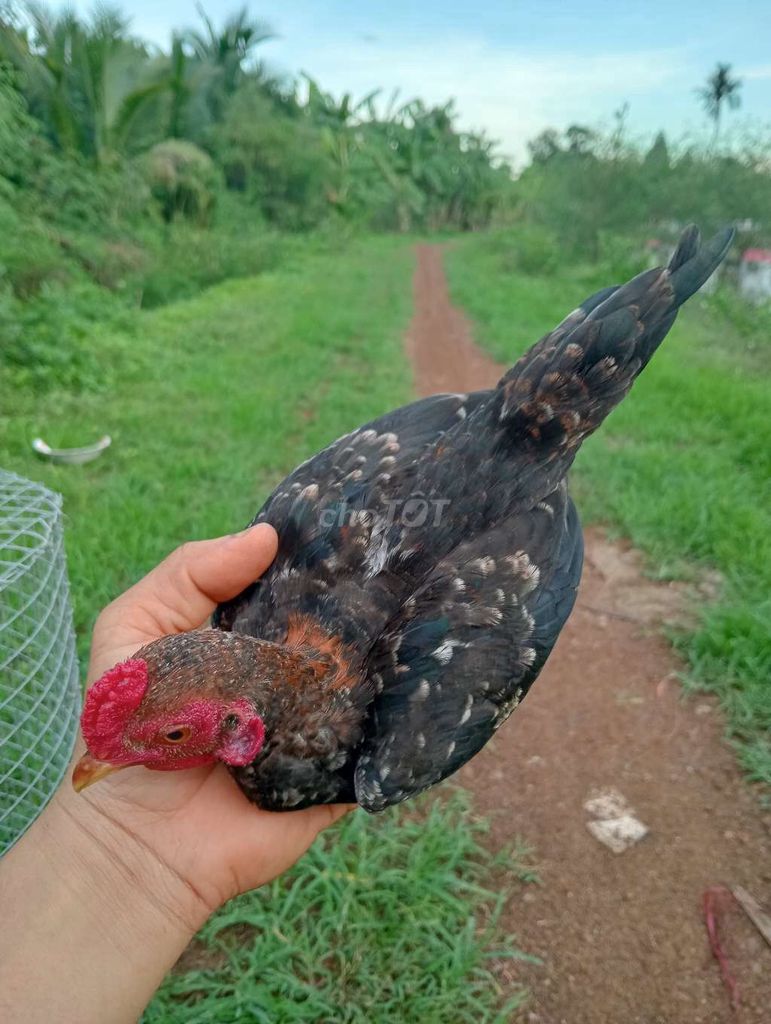 Gà trống Đen, đỏ 3.6lang. Mua bán Gà tại Thành phố Long Khánh Đồng Nai được đăng bởi Thái Trương  hình 1