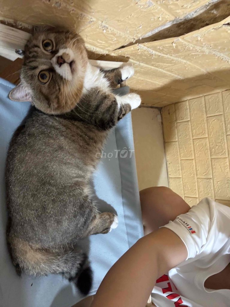 Phối mèo chân lùn bao đậu. Mua bán Phụ kiện, Thức ăn, Dịch vụ tại Quận Bắc Từ Liêm Hà Nội được đăng bởi Quỳnh Bee hình 1