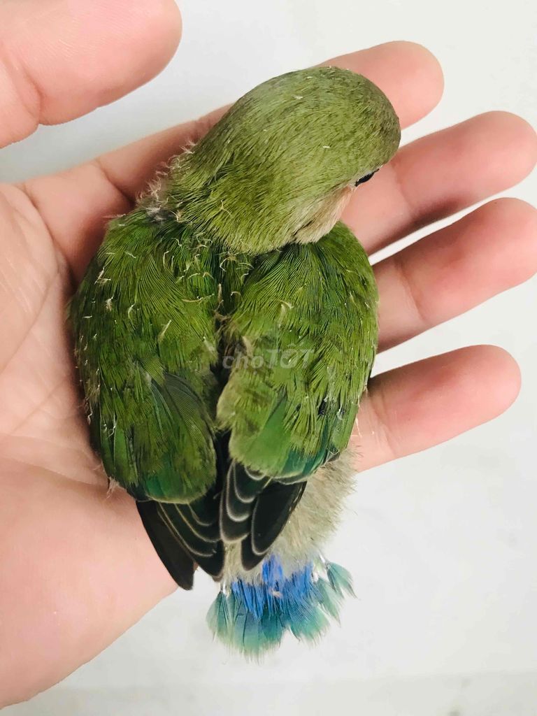 lovebird ko viền