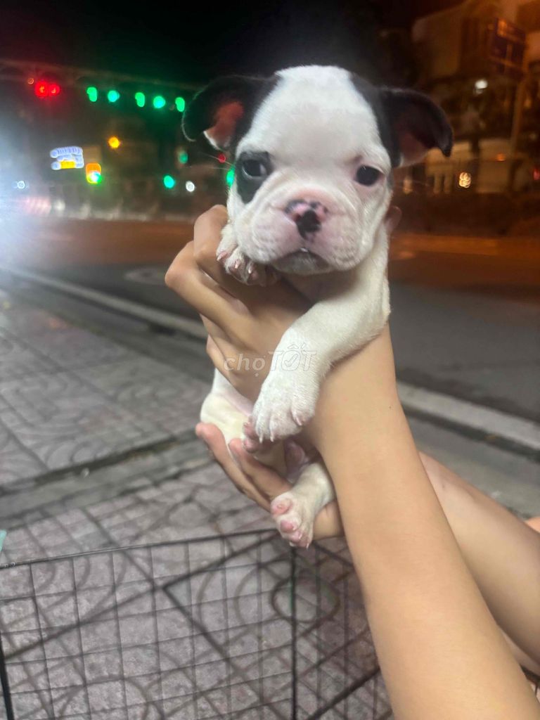 Chó Bull Pháp đen trắng đã tiêm. Mua bán Chó tại Thành phố Thủ Đức Tp Hồ Chí Minh được đăng bởi Xuân Trúc hình 1