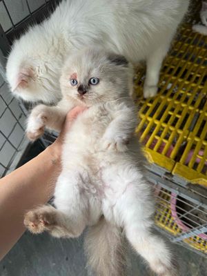 Miu xinh nhà đẻ ạ 1 thâng rưỡi lh *** e ở đ
