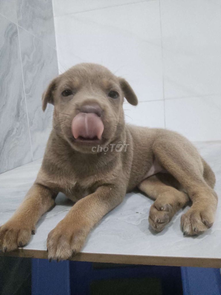 Chó Pitbull F1 Xám khói mũi nâu rất đẹp. Mua bán Chó tại Quận 6 Tp Hồ Chí Minh được đăng bởi Tăng Chí Lương  hình 1