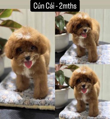 BÁN BÉ POODLE CON 2 THÁNH TUỔI ĐÃ TIÊM. Mua bán Chó tại Quận 7 Tp Hồ Chí Minh được đăng bởi Anh Minh