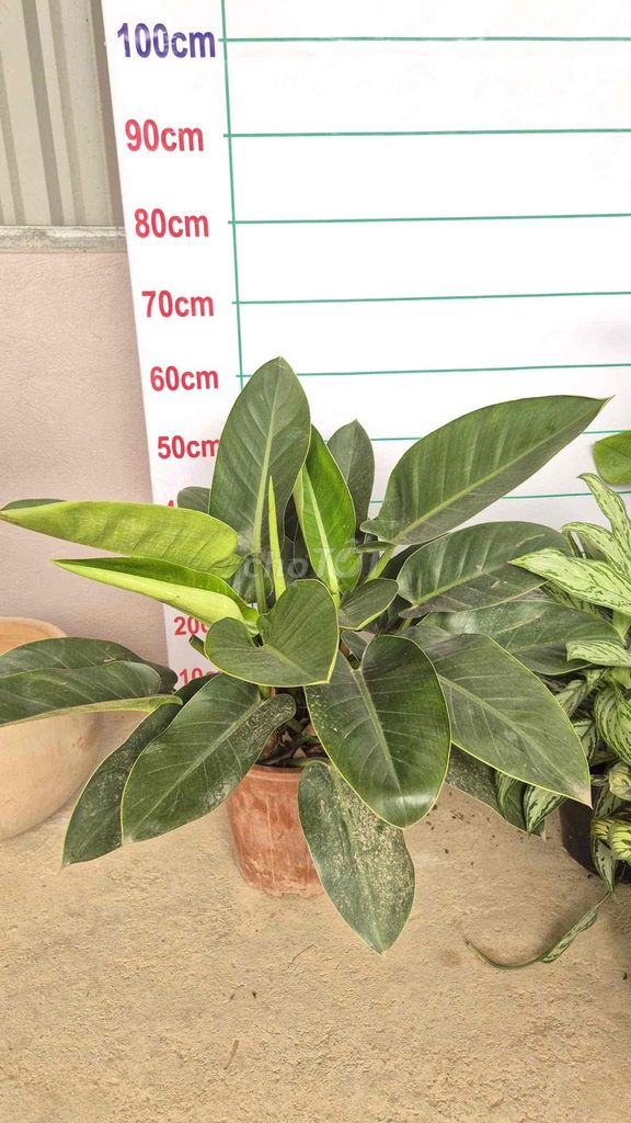 Cây cảnh Đế vương xanh. Mua bán Cây cảnh, đồ trang trí tại Huyện Sông Lô Vĩnh Phúc được đăng bởi Nhà vườn Ngọc Trang hình 1