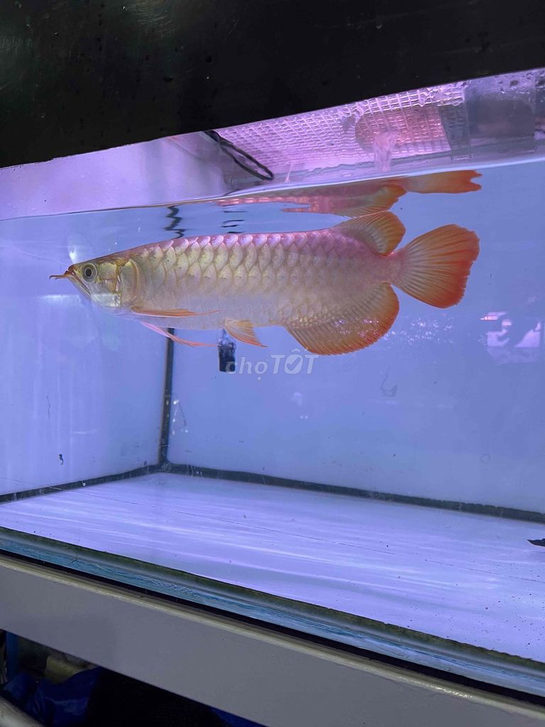 Huyết Long U30. Mua bán Thú cưng khác tại Quận Bình Tân Tp Hồ Chí Minh được đăng bởi Bình hình 5