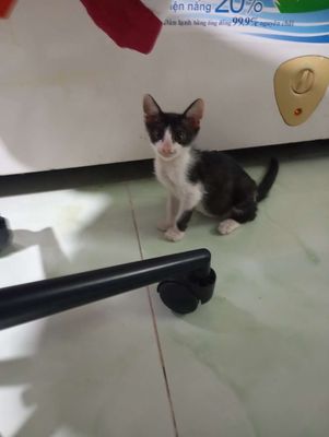 Mèo con giống tùy chọn màu đen trắng vàng đen