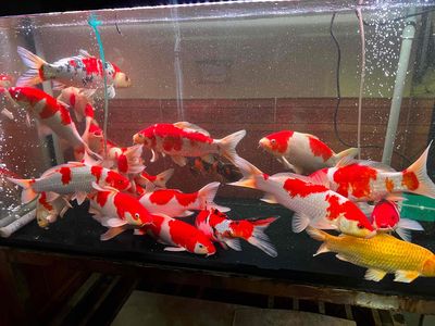 cá koi f1. Mua bán Thú cưng khác tại Quận Hà Đông Hà Nội được đăng bởi Trại cá koi F1 hà nội