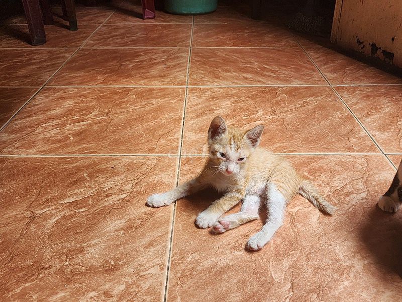 Mèo mướp nhỏ đực 2 tháng đã tiêm. Mua bán Mèo tại Quận Tân Bình Tp Hồ Chí Minh được đăng bởi Thang hình 1