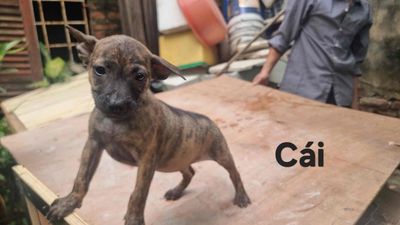 Chó Phú Quốc lai tại Dương Nội - Hà Đông