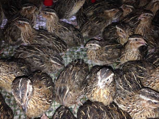 Chim cút. Mua bán Chim tại Huyện Củ Chi Tp Hồ Chí Minh được đăng bởi Tien hình 1