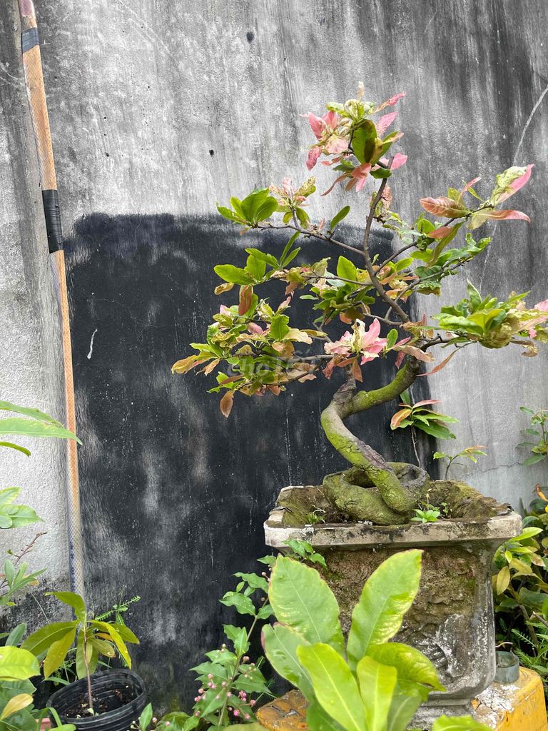 Cúc bạch mai bonsai để bàn, hàng hiếm