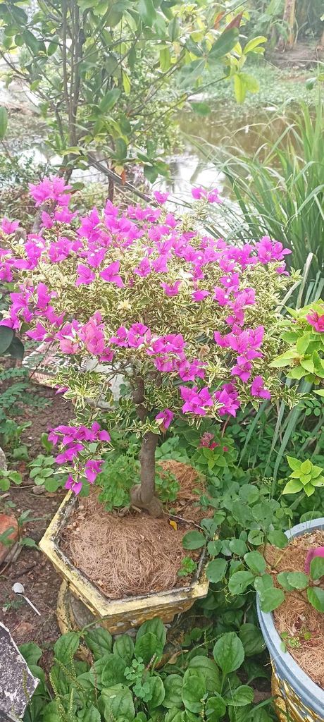 đất trồng cây lâu năm