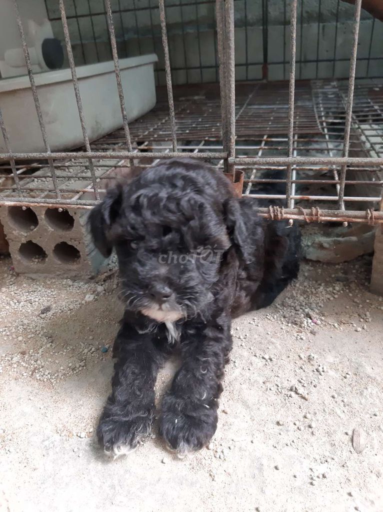 Chó Poodle nhiều màu 1.5 tháng tuổi. Mua bán Chó tại Thành phố Thủ Đức Tp Hồ Chí Minh được đăng bởi Vy Huynh kim hình 1